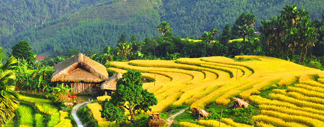 Meilleure période pour visiter les rizières en terrasses au Vietnam 